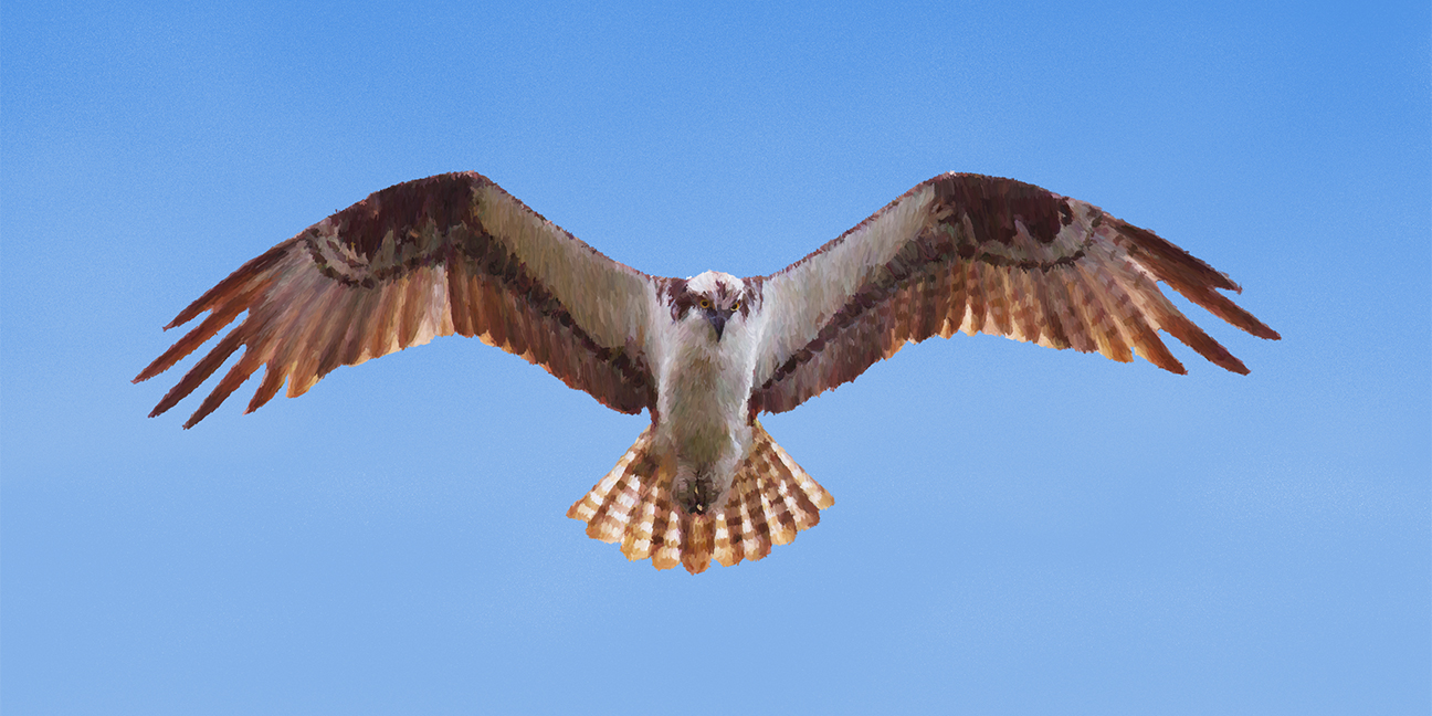 Osprey_Square_3_iPad.jpg