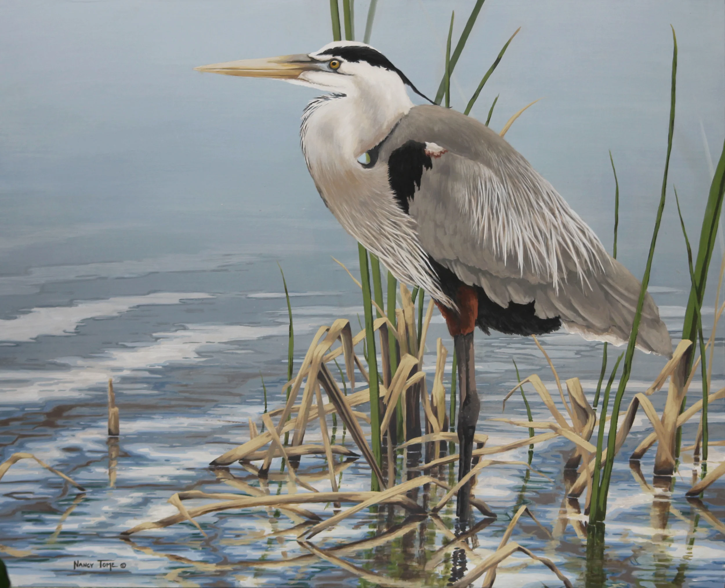Loxahatchee Blue
