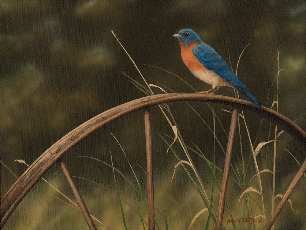 Bluebird_web.jpg