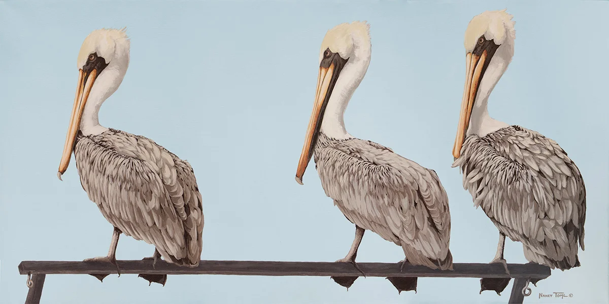 Three Pelicans_Web.jpg