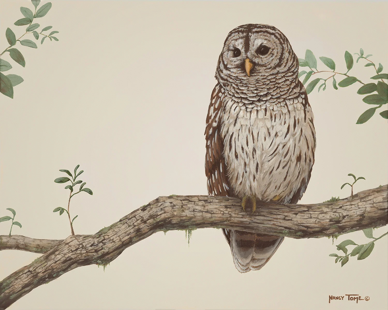 Owl WEB.jpg