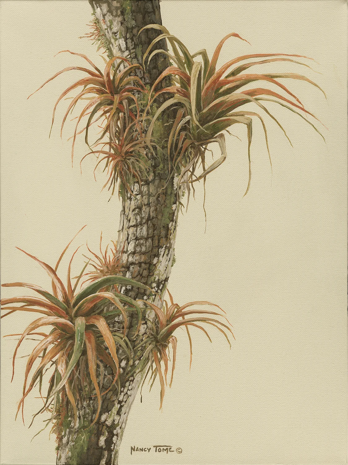 Epiphyte Love.jpg