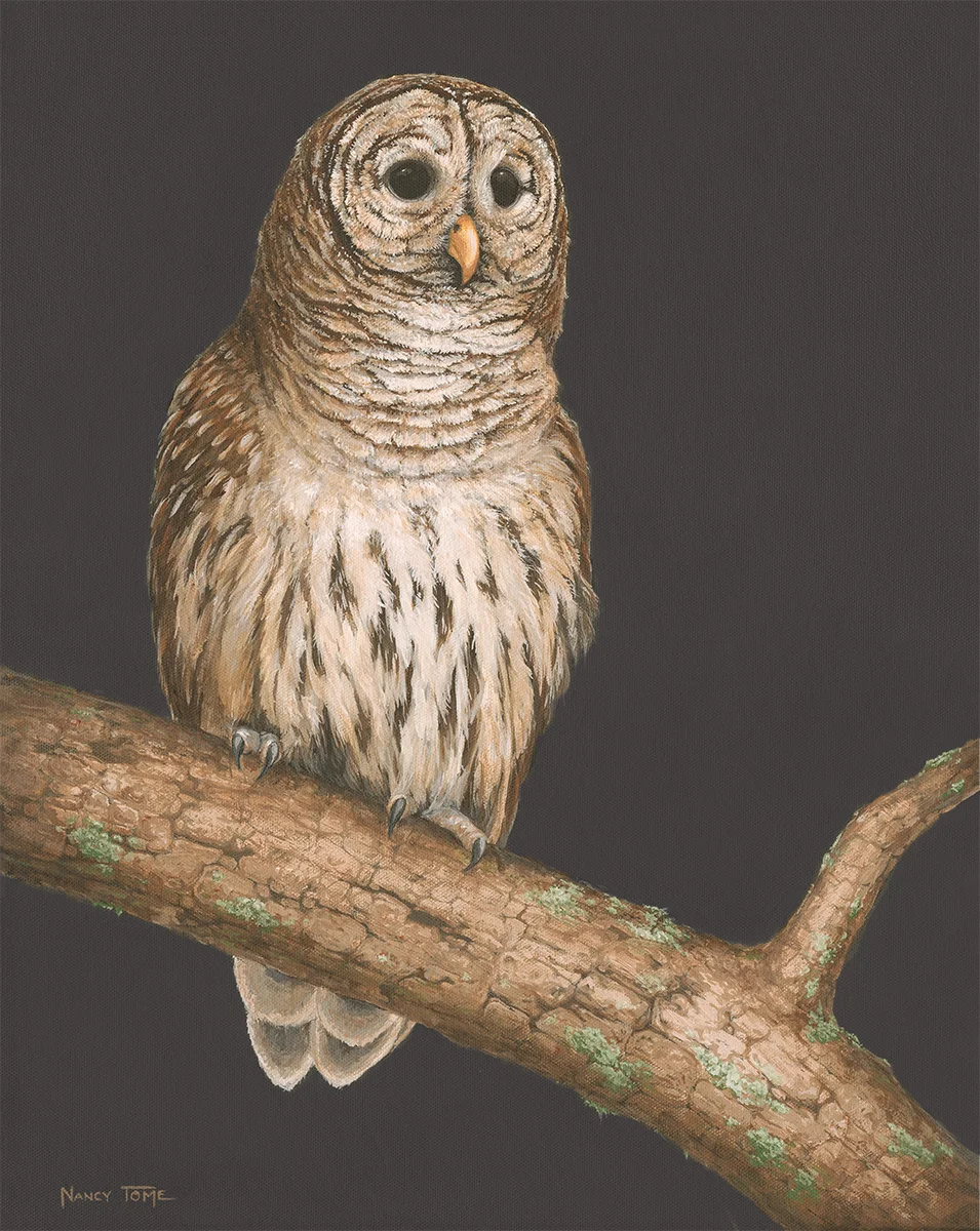 Sentinel Owl.jpg