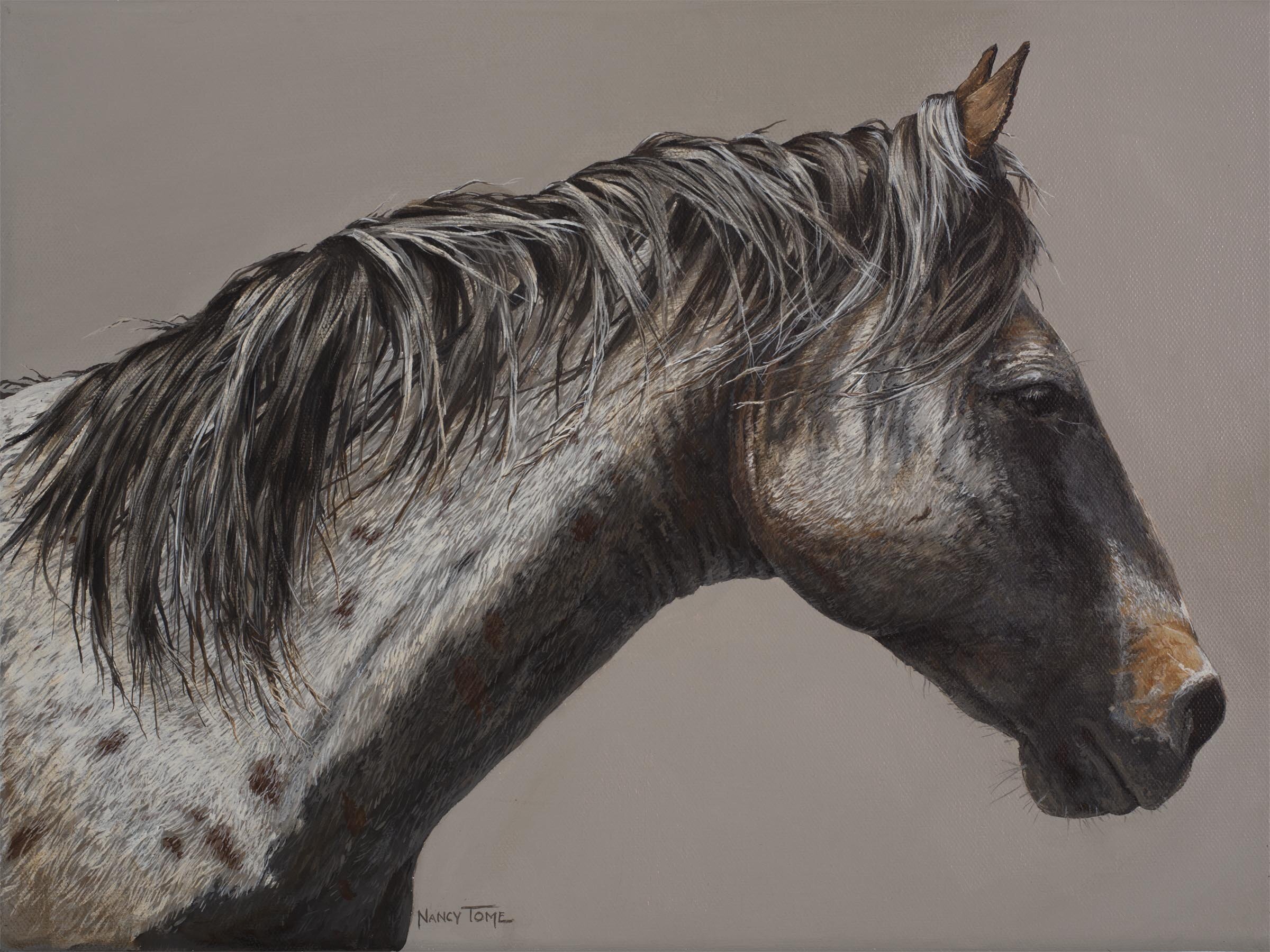 Paradise Valley Roan.JPG