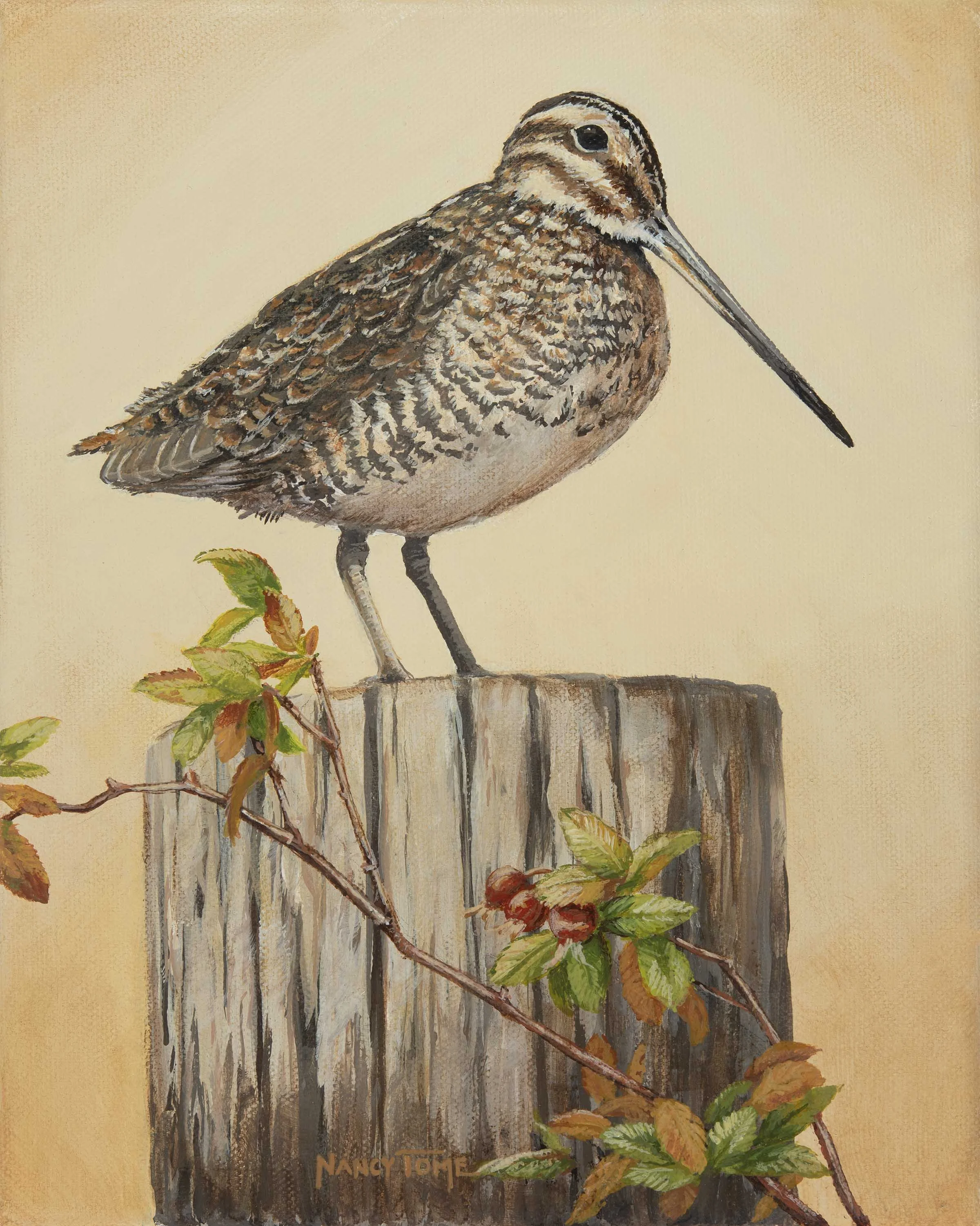 Snipe and Woods Rose.jpg