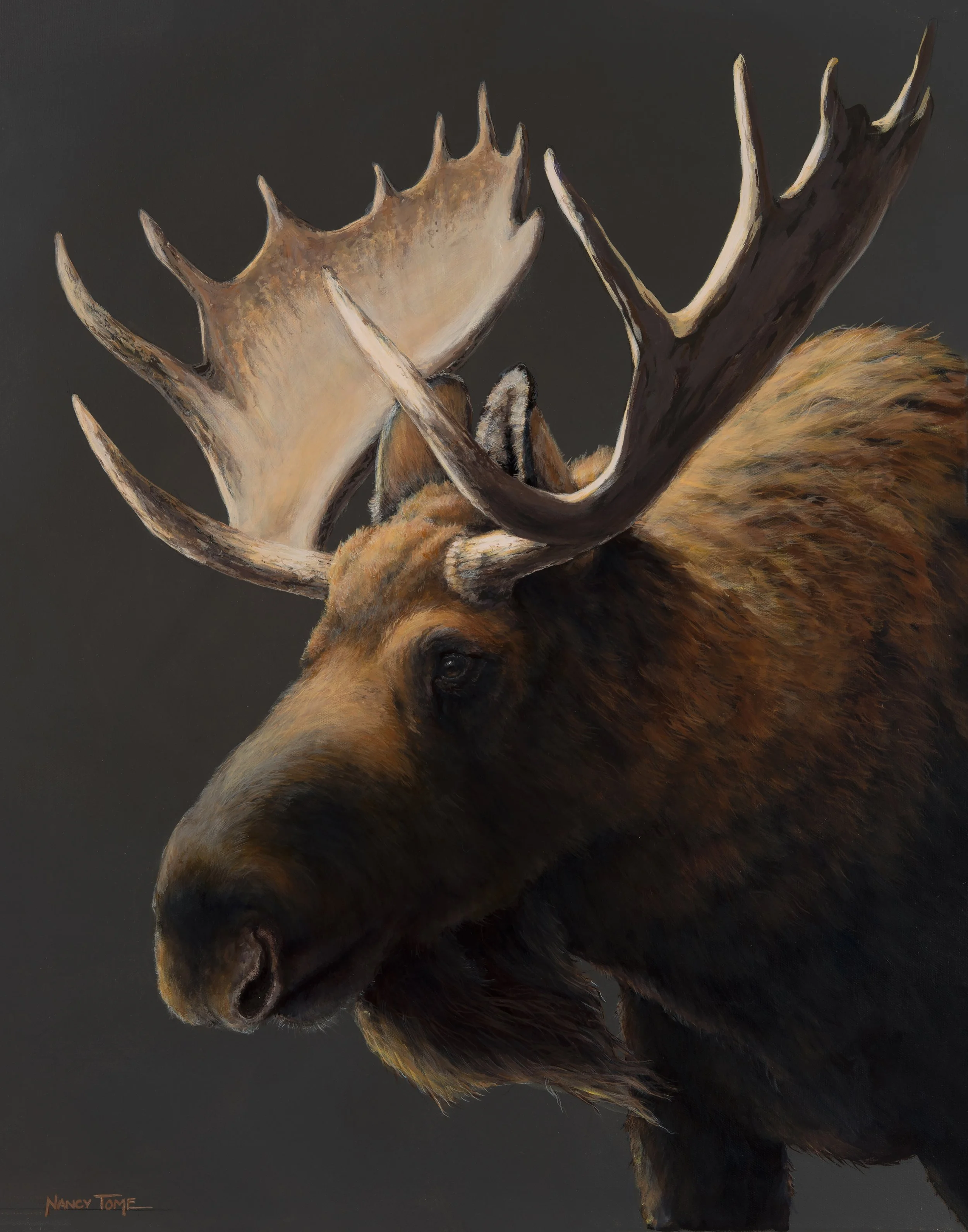 Teton BullA.jpg