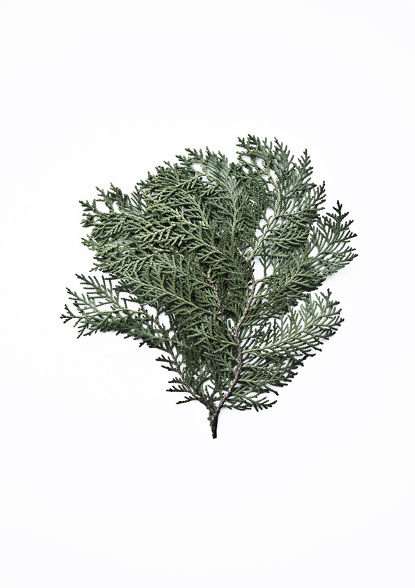   Thuja Orientialis &nbsp;by Francis Ooi 