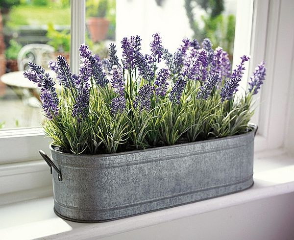 Photo credit: http://www.gardeningclan.com/