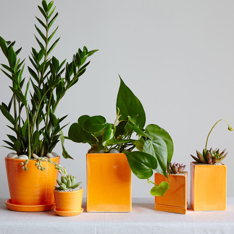 Photo Source: The Sill ( http://www.thesill.com/ )
