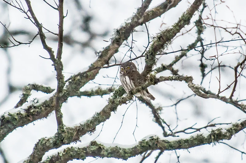 Elhill web-_DSC8125.jpg