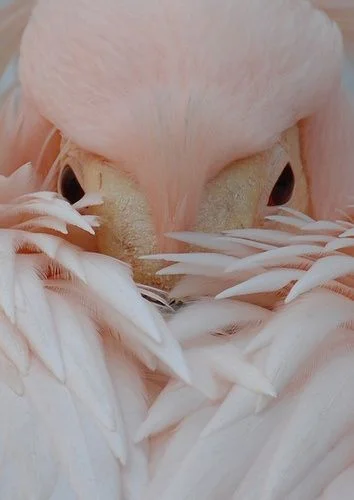 Flamingo, Source Unknown
