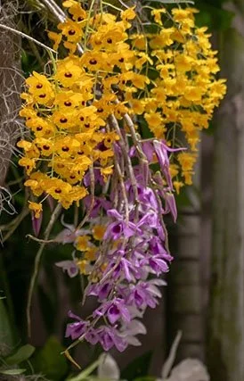 flowerr.jpg