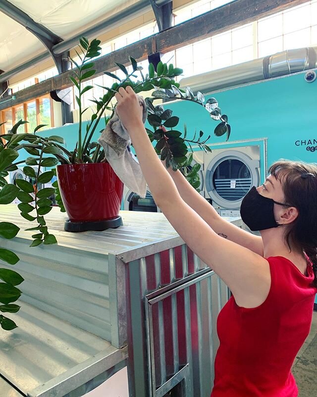 Being closed for the past 3ish months has made our leafy friends quite dusty. Luckily our lovely laundry attendant Ann is giving them extra care and making them their very best plant self. Come say hi! 👋🌱🌿 Thanks for keeping our plant friends look