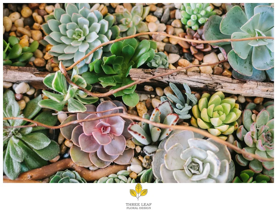 Western Colorado Succulents
