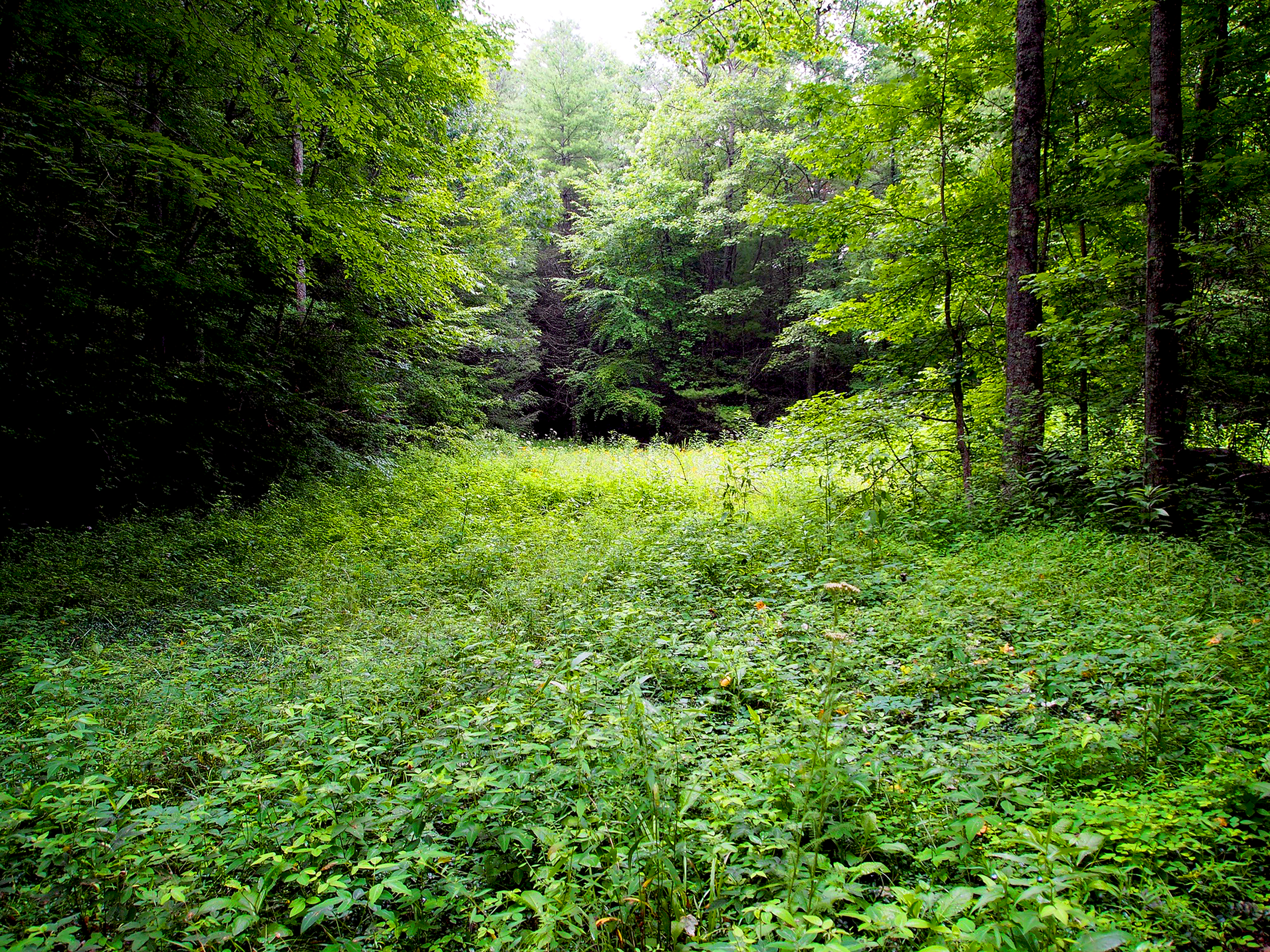 field of grace.png