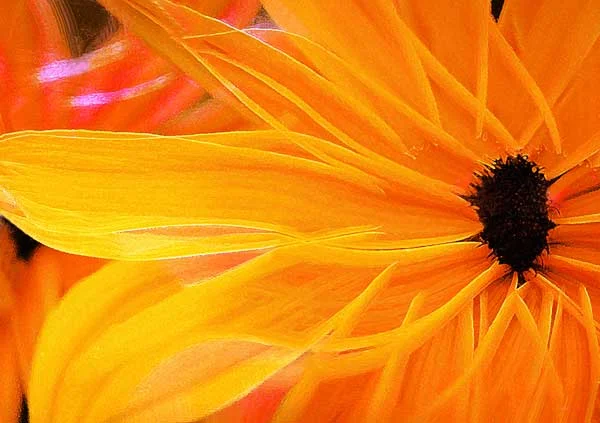 daisyAF.jpg