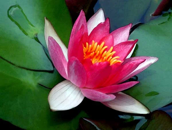 lotus-leaning-af.jpg
