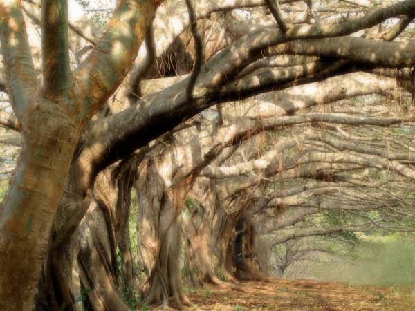 oldtrees-af.jpg