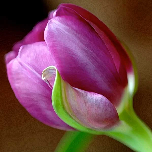 tulip1-af.jpg