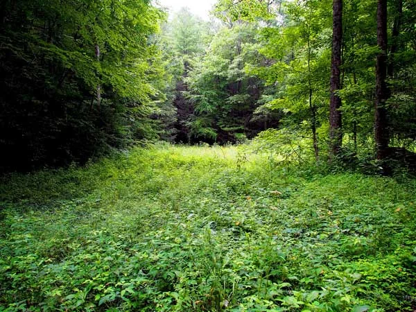 field-of-grace-af.jpg