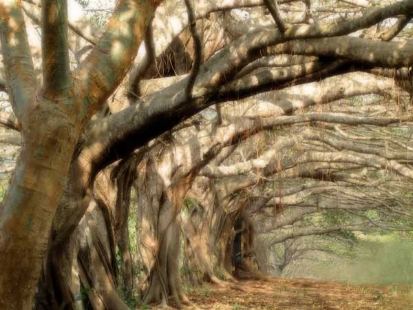 oldtrees-af.jpg