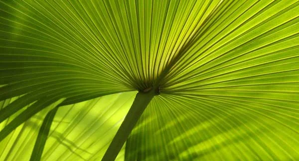Palm-af.jpg