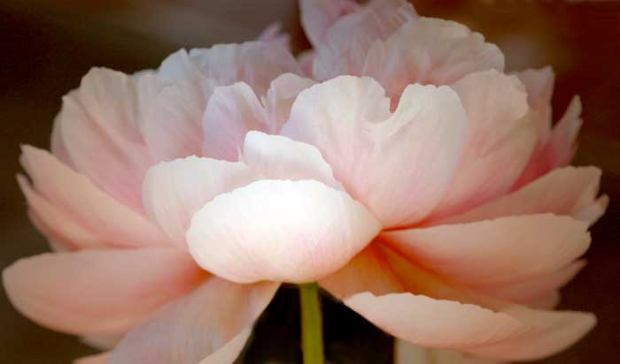peony-af.jpg