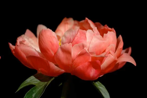 peony1.jpg