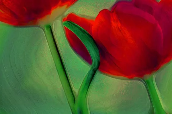 tulips-af.jpg