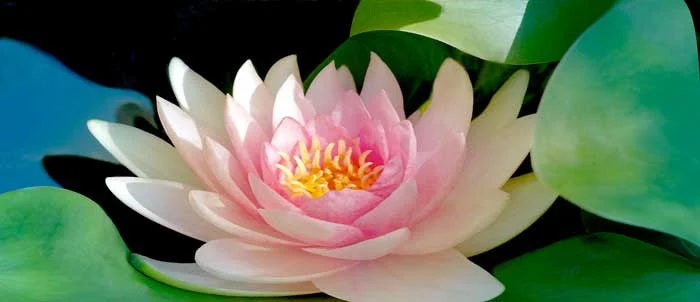 water-lotus-af.jpg