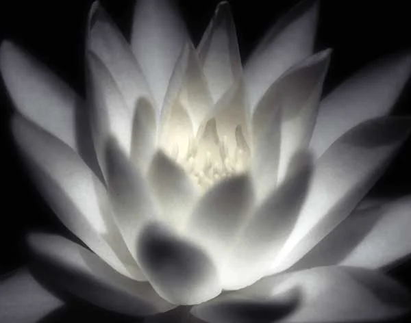 white-lotus-af.jpg