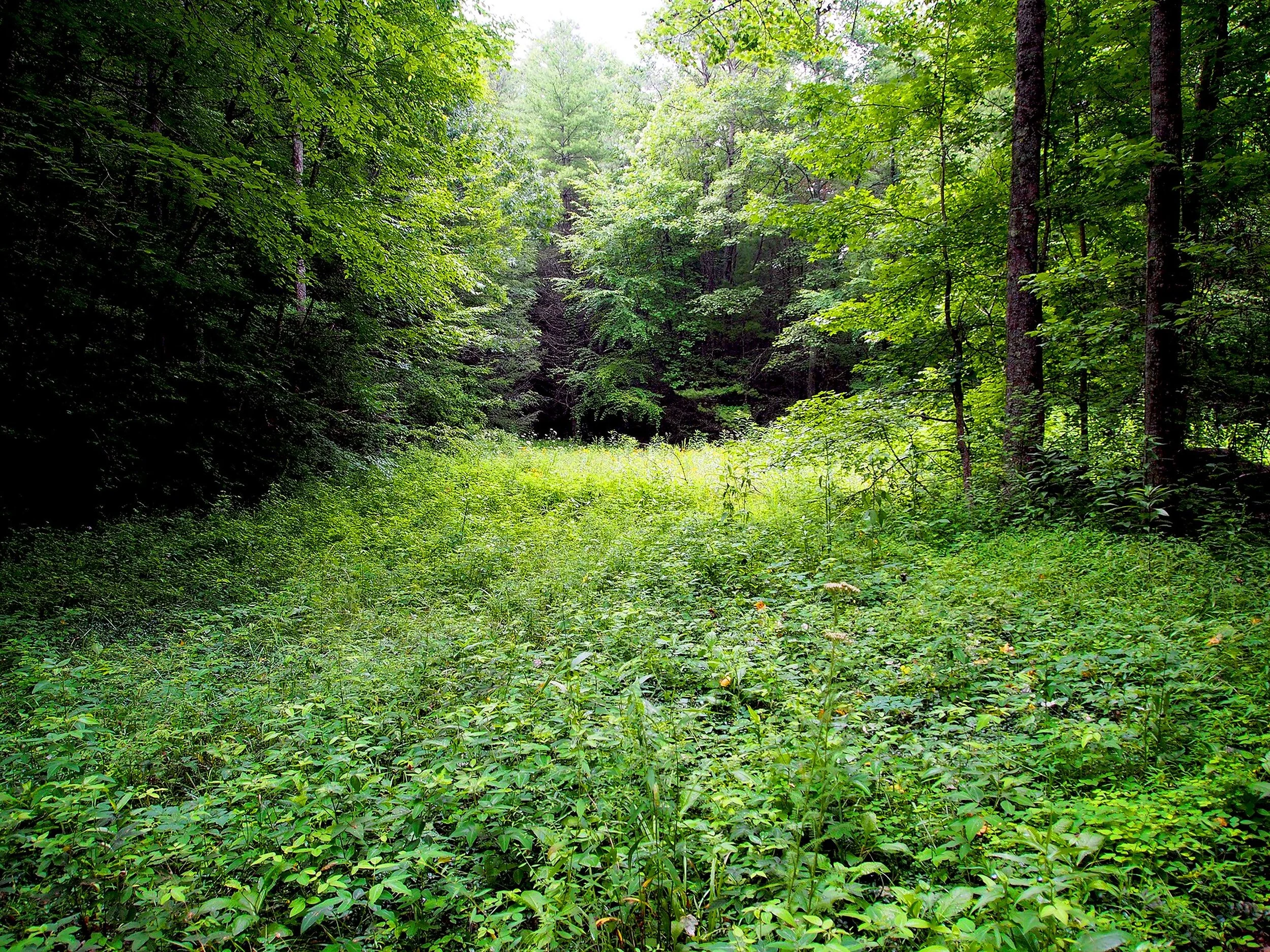 Advanced Class with Apollonia Covid19: Why This? Why Now? Saturday, April 11, 2020