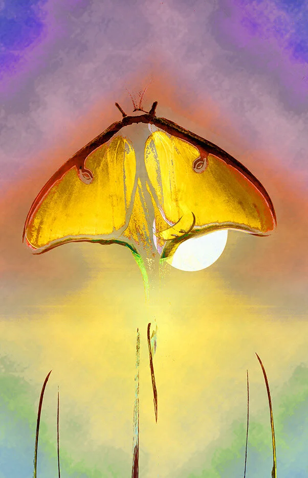 Lunar Moth.jpeg