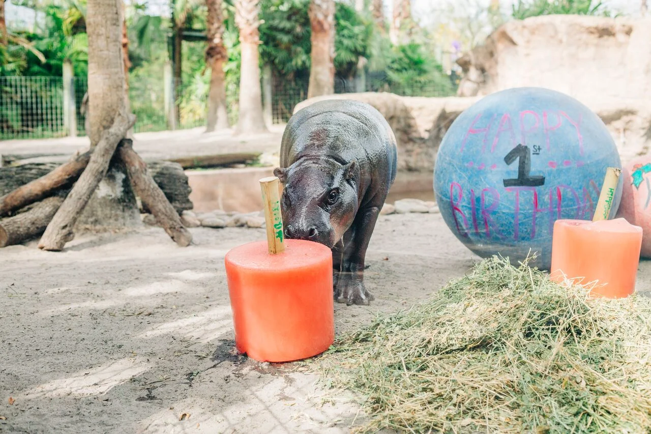 Hip, Hooray for Holly Berry's First Birthday!