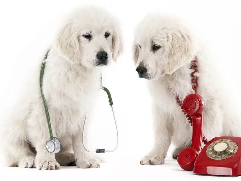 DogDrPhone.jpg