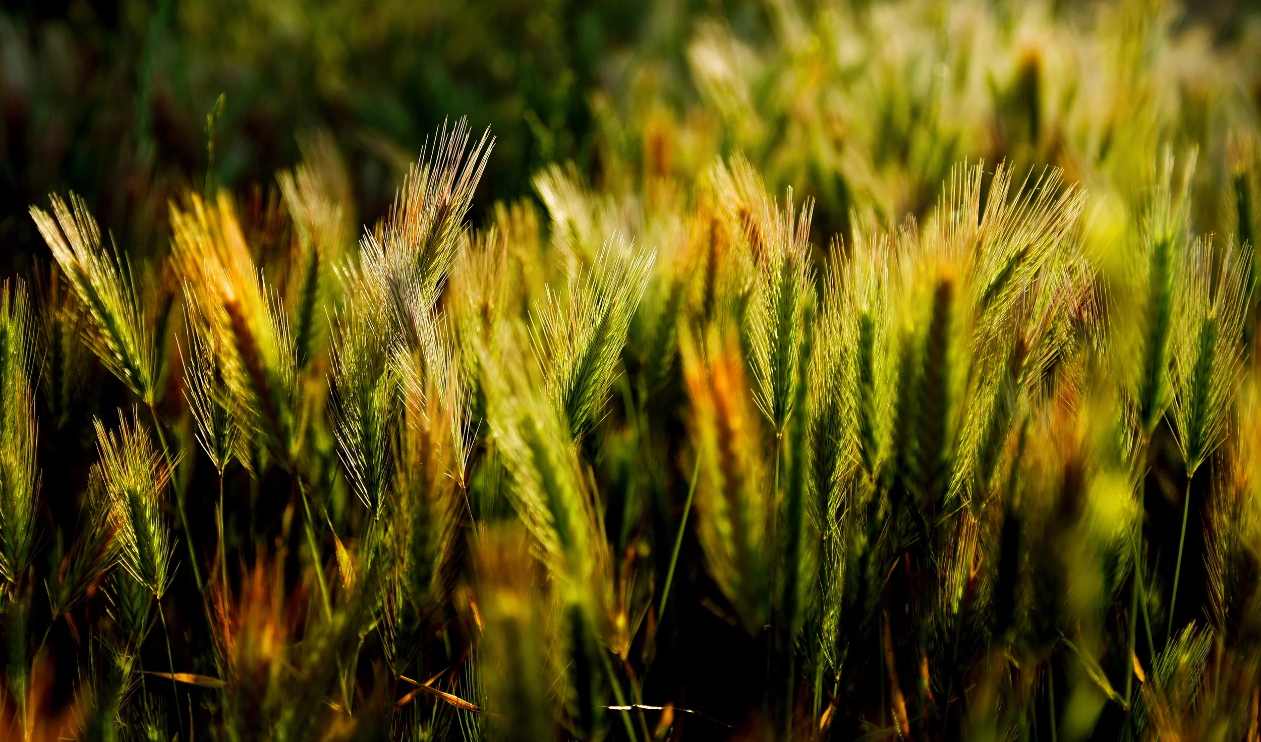 Wheatgrass.jpg