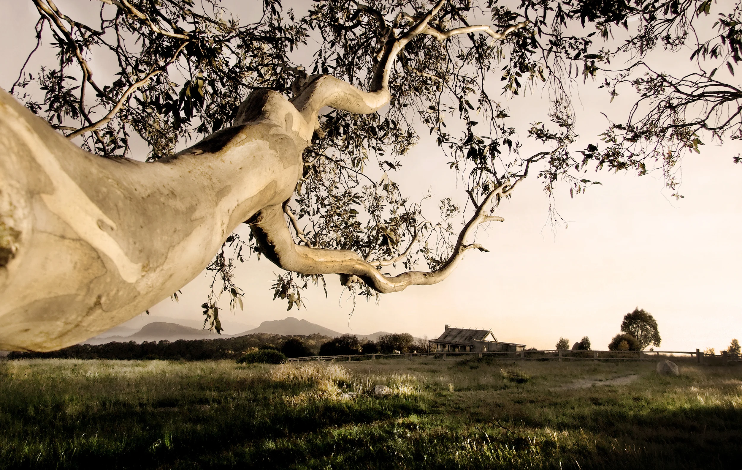 Craig's Hut Treebranch.jpg