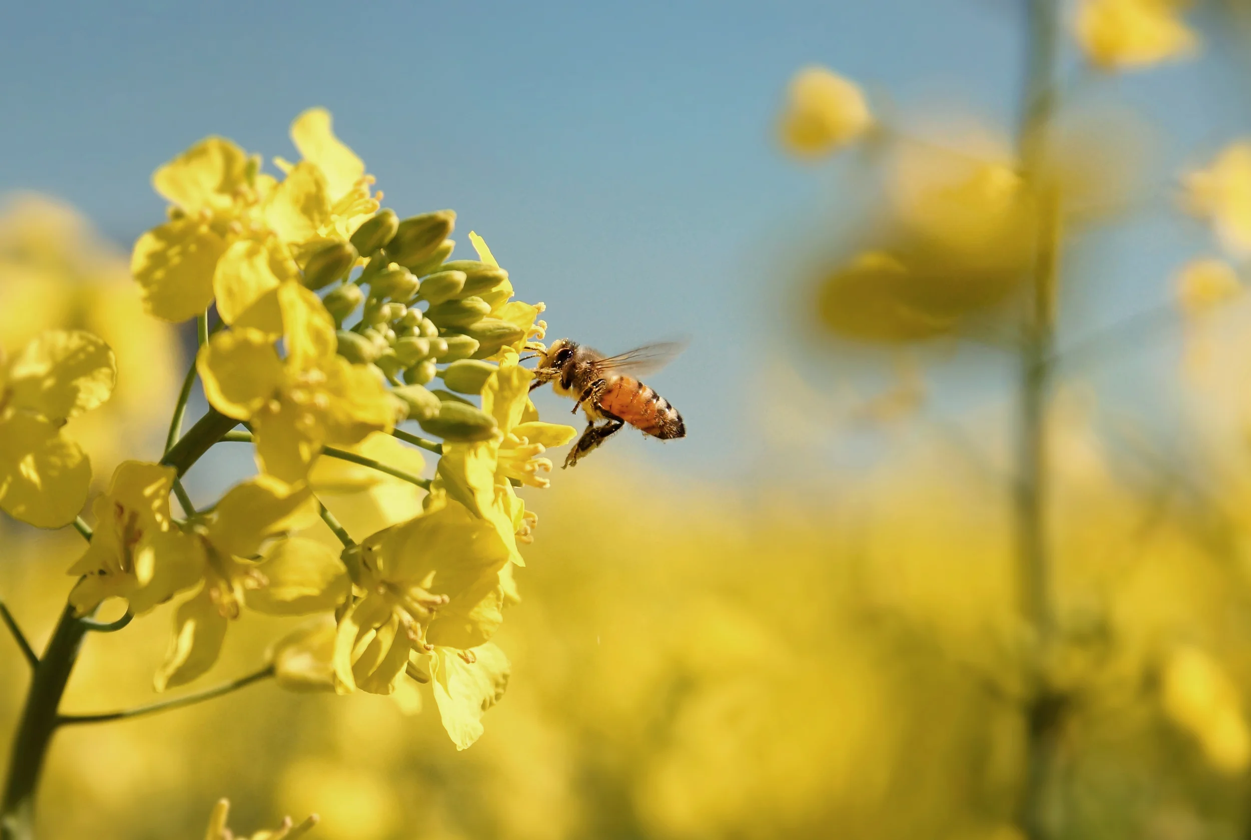 Bee on Canola flower.jpg