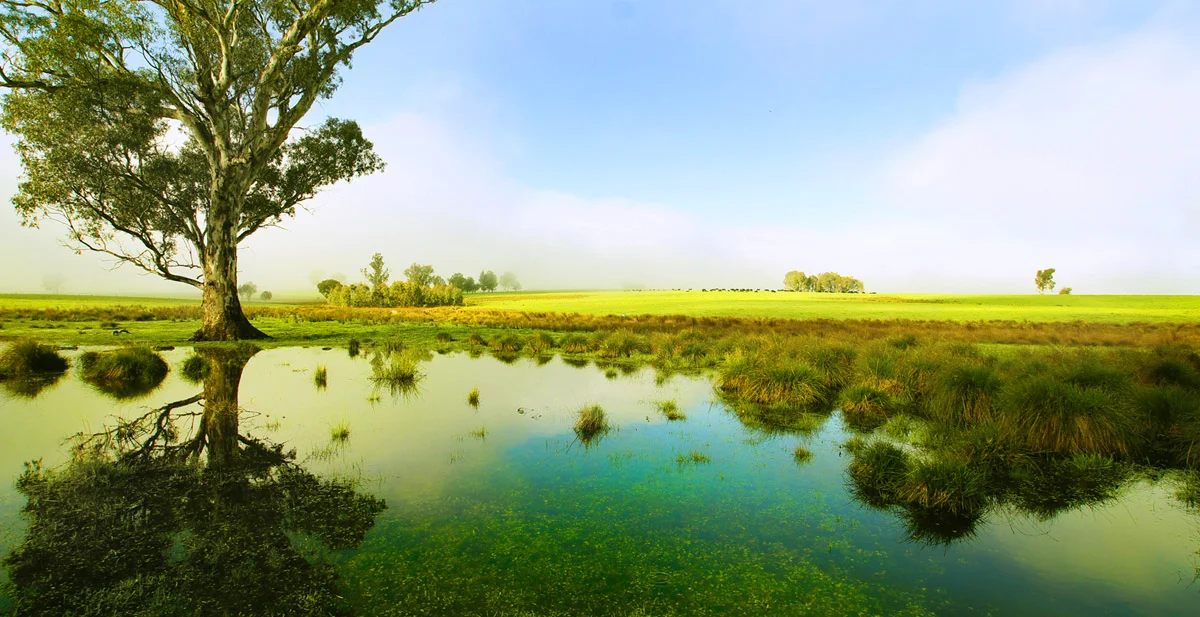 Landscape Paddock.jpg