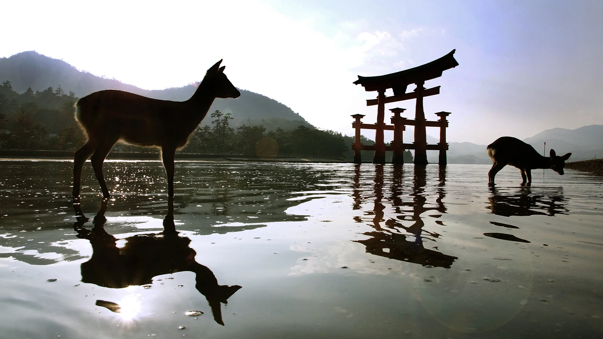 Tom Denahy_two deers.jpg