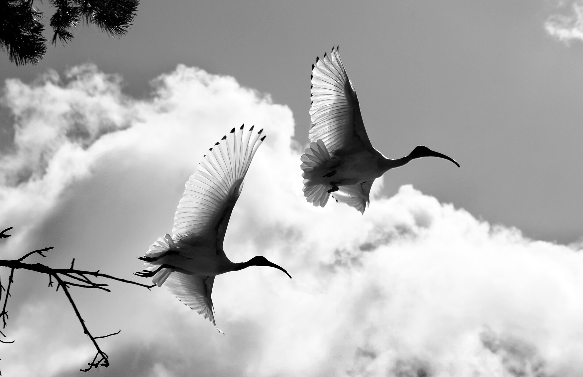Tom Denahy_Two Ibis.jpg