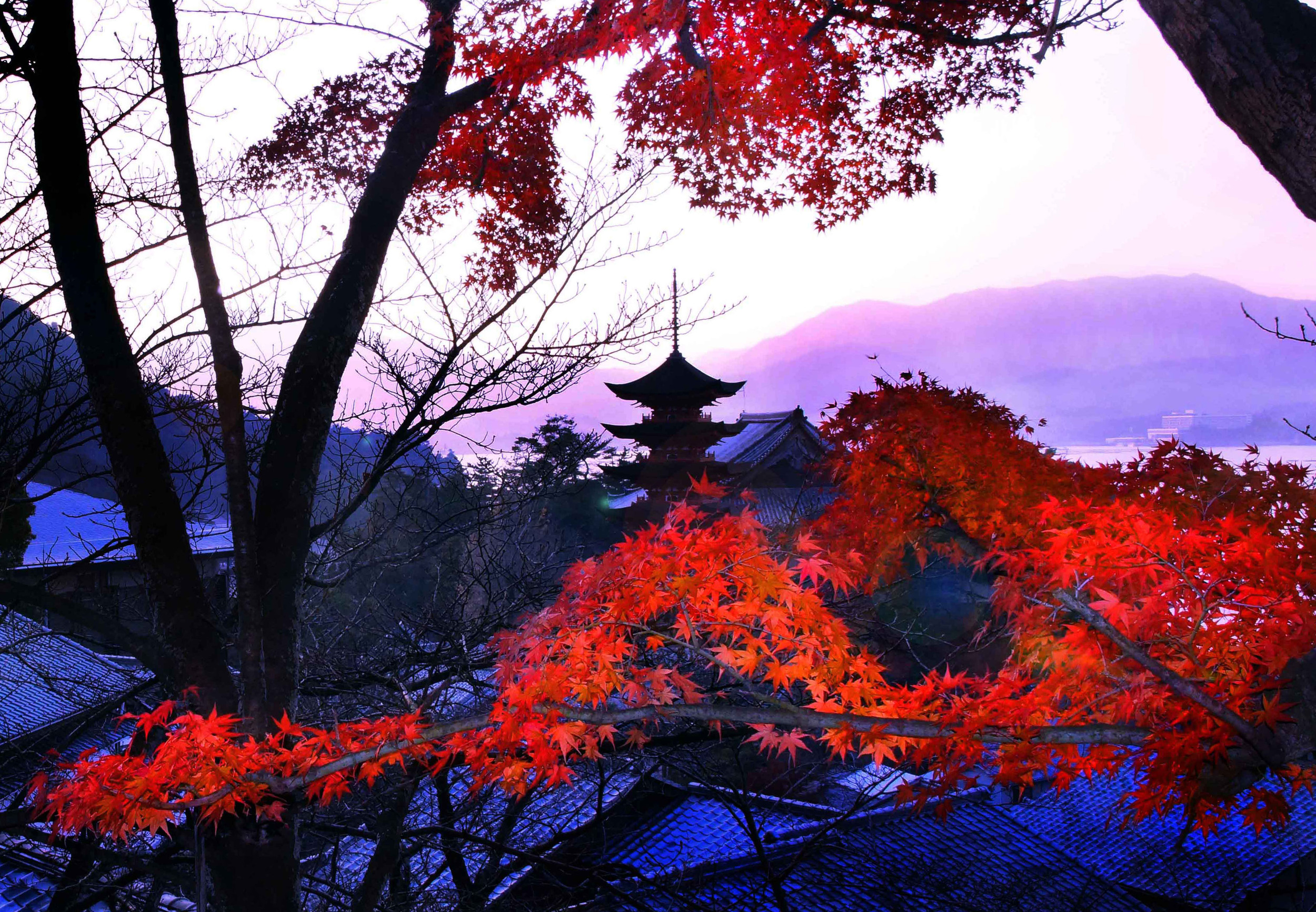 Sunset with Maple Leaves.jpg