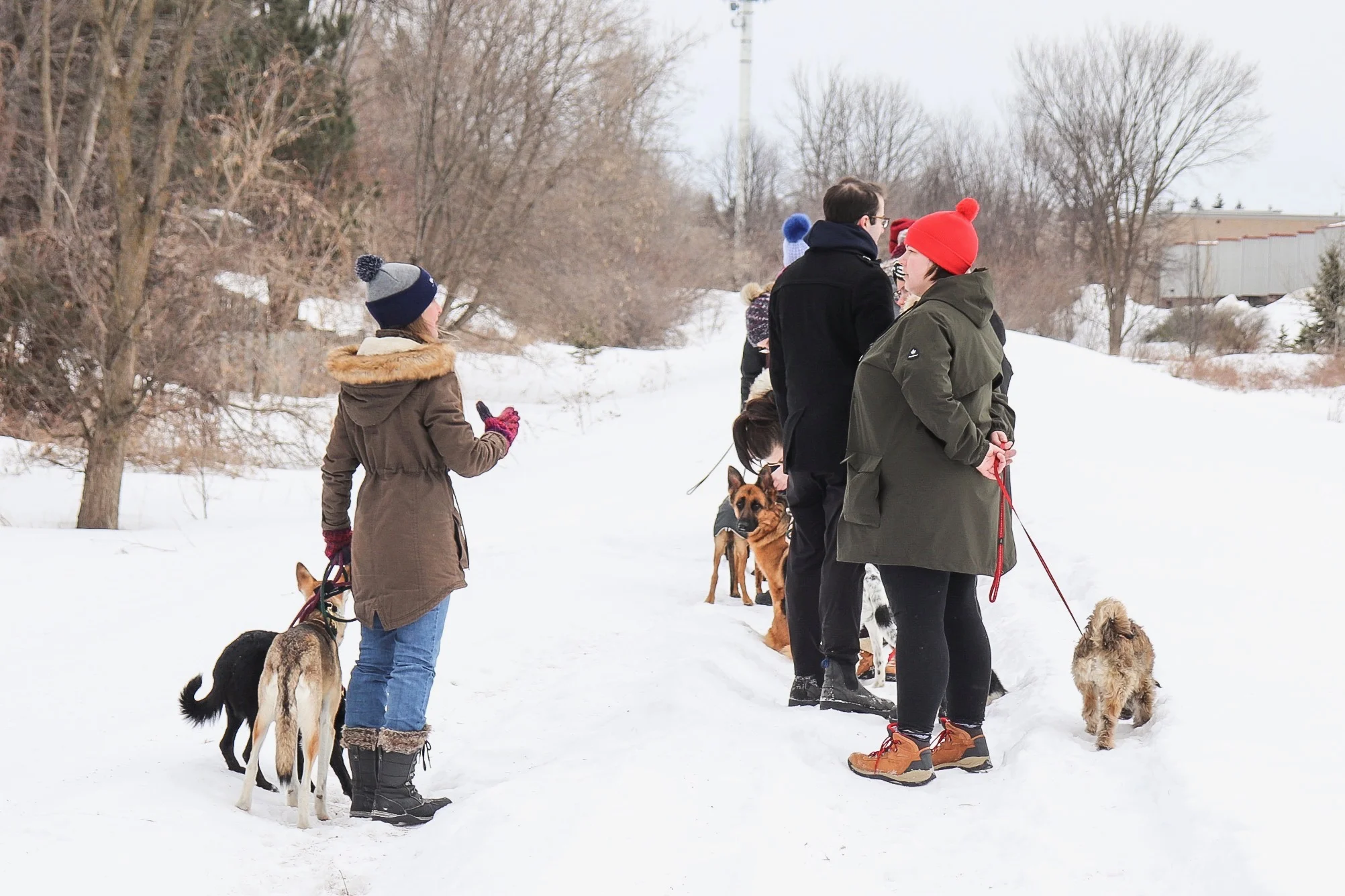 Events and Apprenticeships — Walk With Me OttawaOttawa's leading dog
