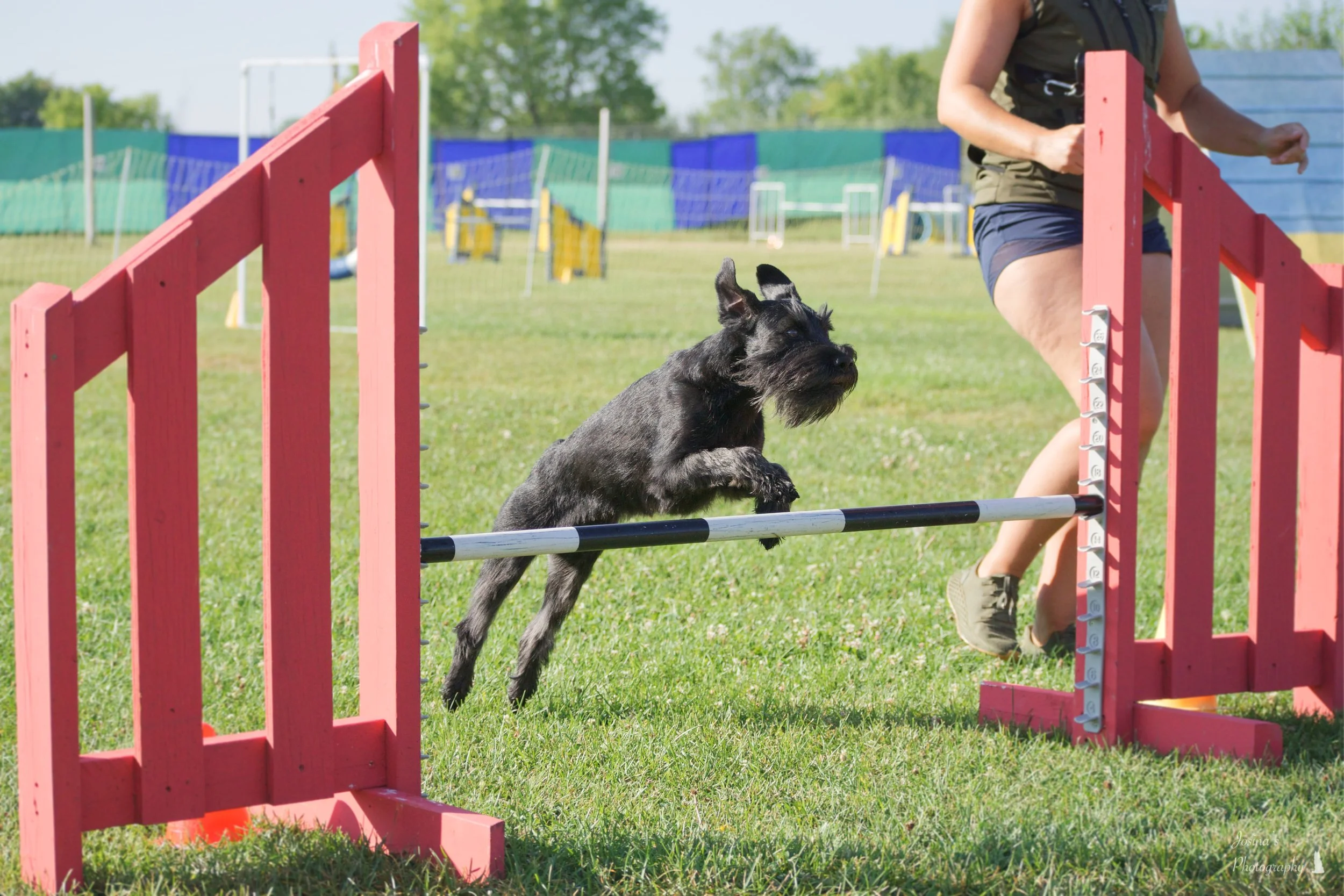 30 Minute Private Indoor Agility Classes with Laurin 4 Pack — Walk