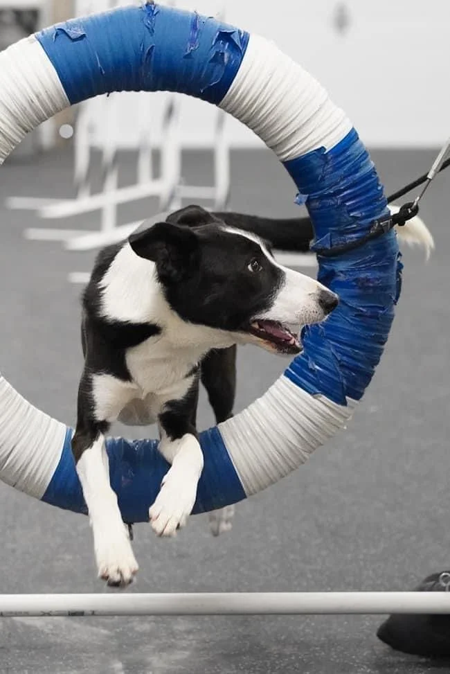 Thursday Agility Level 1