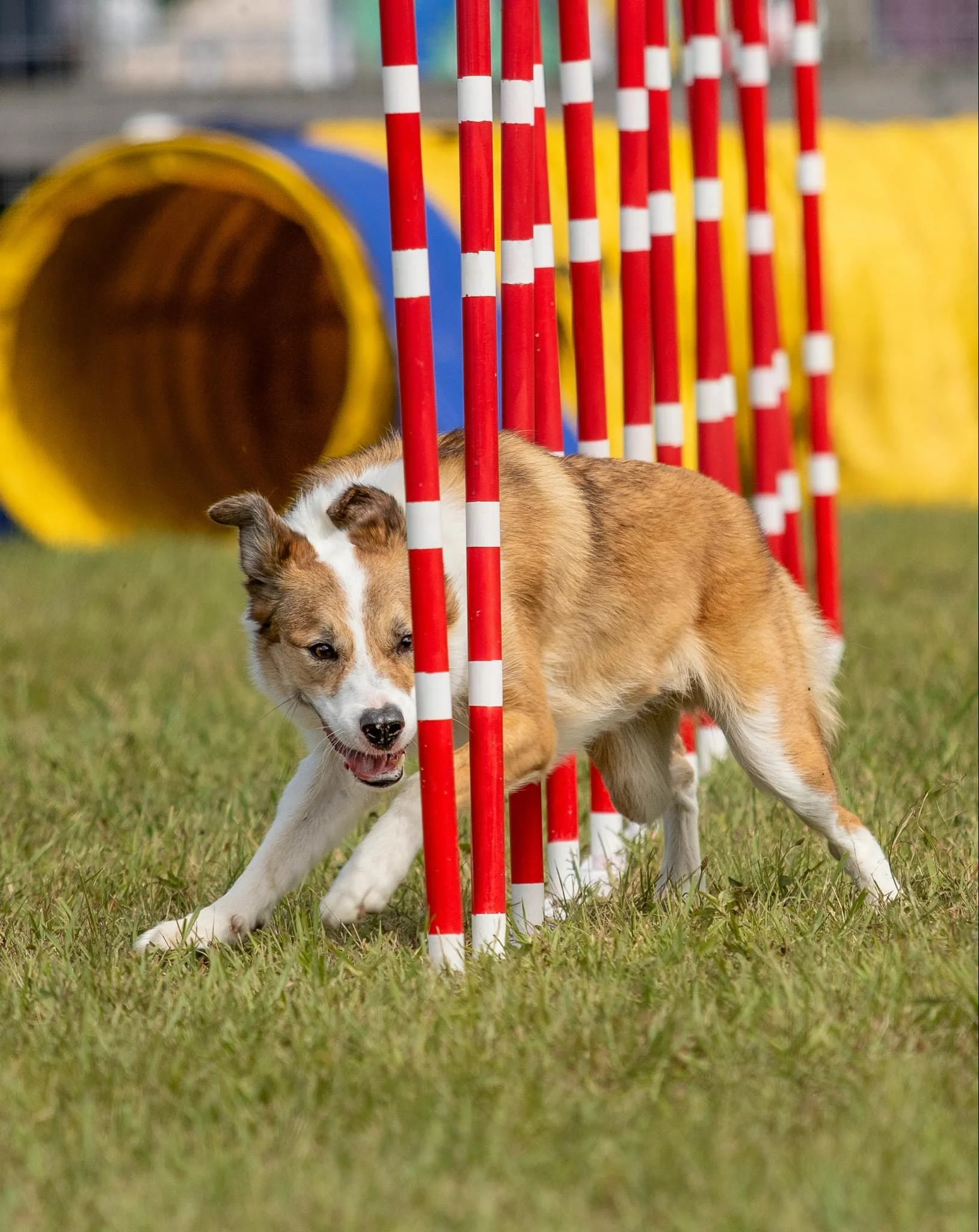 Dog Agility Dog Obedience Training Camp Training Center Puppy