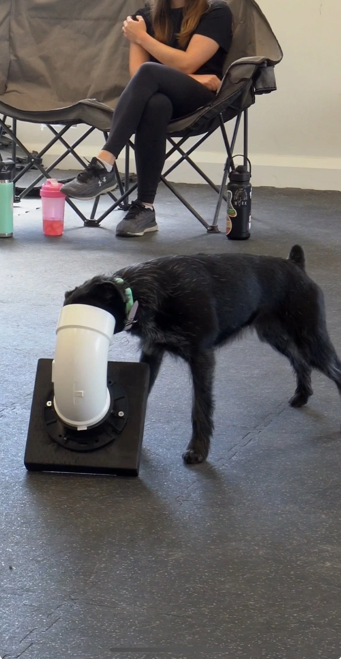 Dog Walking Private Dog Training Classes Balanced Dog Obedience