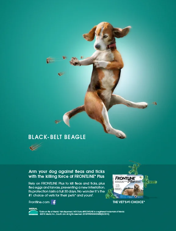 Black-Belt Beagle print ad