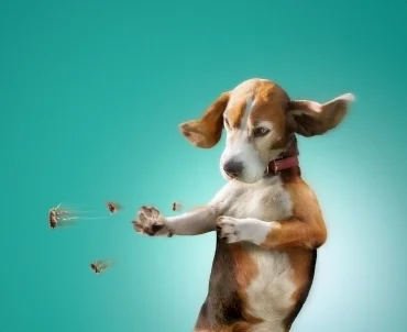 FINAL_Frontline_Dog_Ad.jpg