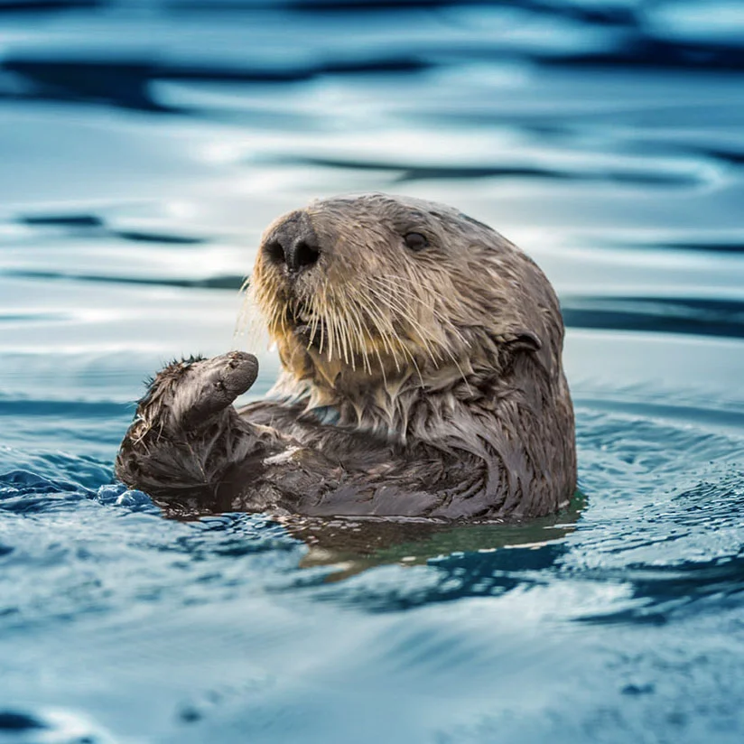 Otter3.jpg
